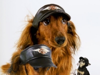 Malin, Tigge och TinTin