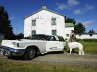 Hundarnas modellbilder