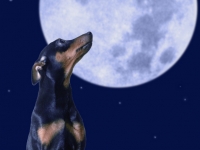 Hundarnas modellbilder