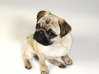 Hundarnas modellbilder