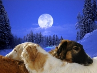 Hundarnas modellbilder