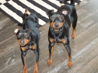  C-Kullen,   D-Kullen