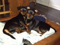  C-Kullen,   D-Kullen