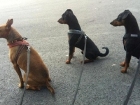  C-Kullen,   D-Kullen