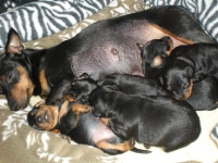 Valparna drygt 2 veckor