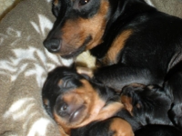 Valparna drygt 2 veckor