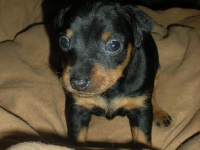 Ceres eller Chimaira 4 veckor