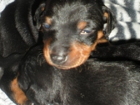 Valparna drygt 2 veckor