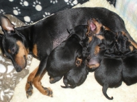 Valparna drygt 2 veckor