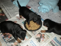 Valparna drygt 3 veckor