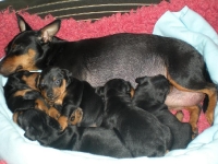 Valparna drygt 3 veckor