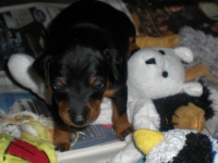 Valparna drygt 3 veckor