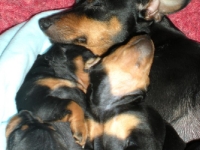 Valparna drygt 3 veckor