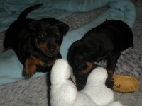 Valparna drygt 4 veckor