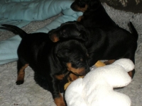 Valparna drygt 4 veckor