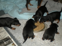 Valparna drygt 3 veckor