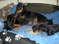 Valparna drygt 3 veckor