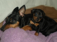 Valparna drygt 4 veckor