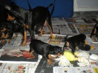 Valparna drygt 4 veckor