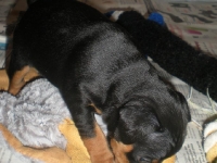 Valparna drygt 4 veckor