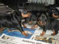 Valparna drygt 4 veckor