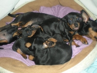 Valparna drygt 4 veckor