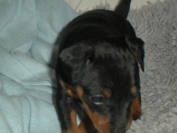 Valparna drygt 4 veckor