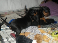 Valparna drygt 4 veckor