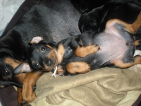 Valparna drygt 5 veckor