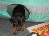 Valparna drygt 5 veckor