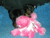 Valparna drygt 5 veckor