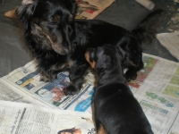 Valparna drygt 5 veckor