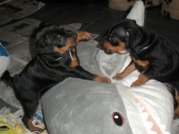 Valparna drygt 5 veckor