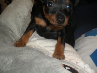 Valparna drygt 5 veckor