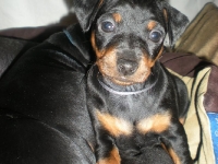 Valparna drygt 5 veckor