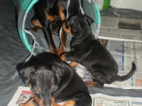 Valparna drygt 5 veckor