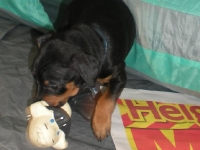 Valparna drygt 5 veckor