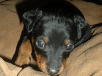 Ceres eller Chimaira 4 veckor