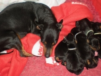 Valparna drygt 1 vecka