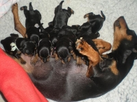 Valparna drygt 1 vecka