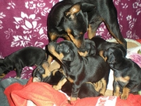 Valparna 5 veckor med Briseis