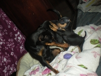 Valparna 5 veckor med Briseis