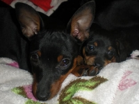 Valparna 5 veckor med Cimmie