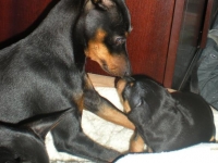 Valparna 5 veckor med Briseis