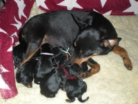 Brizbys valpar nyfödda