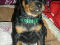 Valparna 5 veckor hane