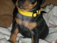 Valparna 5 veckor hane