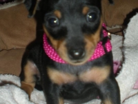 Valparna 5 veckor tik