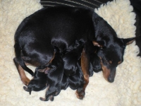 Brizbys valpar nyfödda