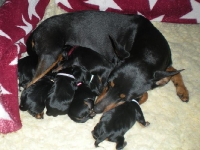 Brizbys valpar nyfödda